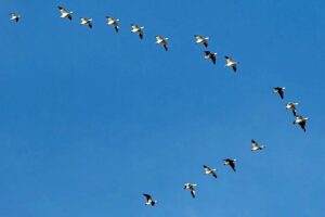 Saturday Serenade: Freedom for One Means Freedom for All